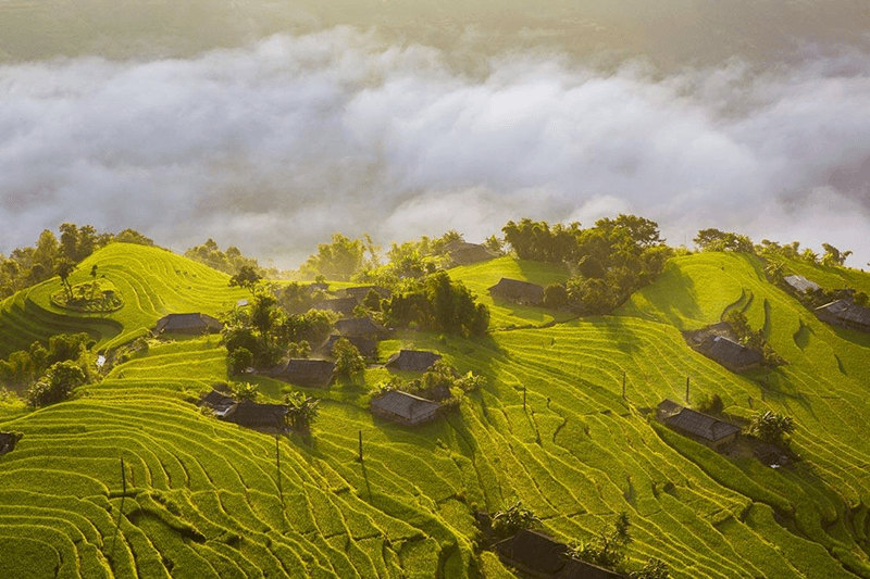 Hoàng Su Phì mùa lúa chín Hoàng Su Phì mùa lúa chín