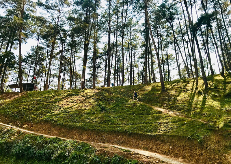 Rừng thông Yên Minh được ví như Đà Lạt của Đông Bắc Rừng thông Yên Minh được ví như Đà Lạt của Đông Bắc