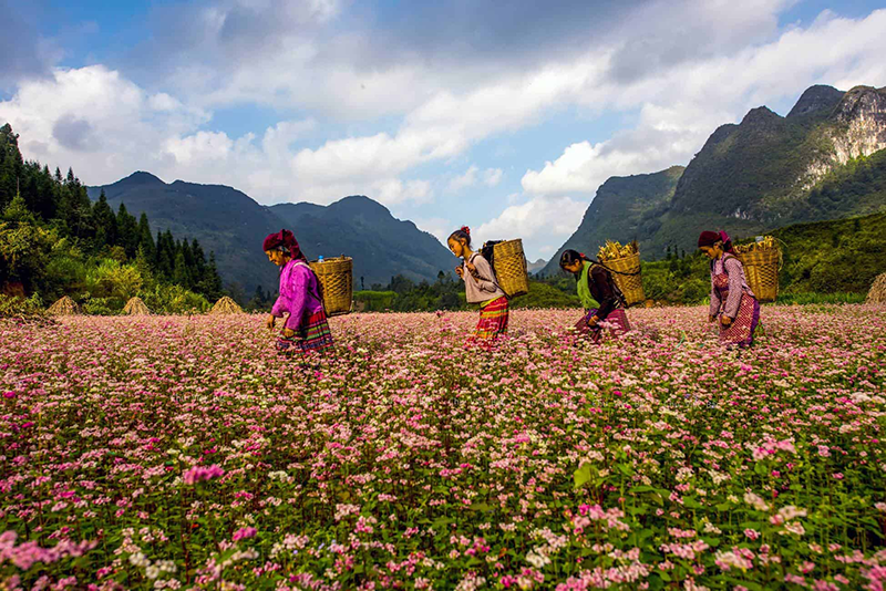 Có 1 Hà Giang đầy mộng mơ trong mùa tam giác mạch Có 1 Hà Giang đầy mộng mơ trong mùa tam giác mạch
