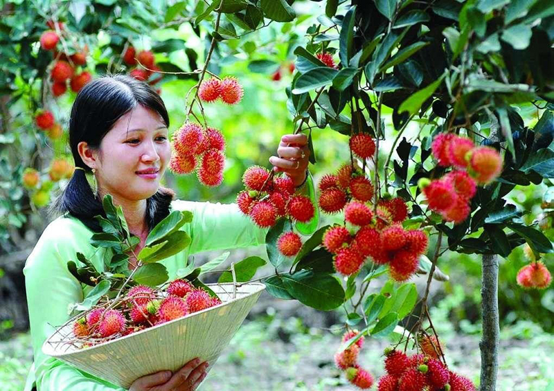 Tháng 5, 6, 7 âm lịch là mùa chôm chôm Tháng 5, 6, 7 âm lịch là mùa chôm chôm