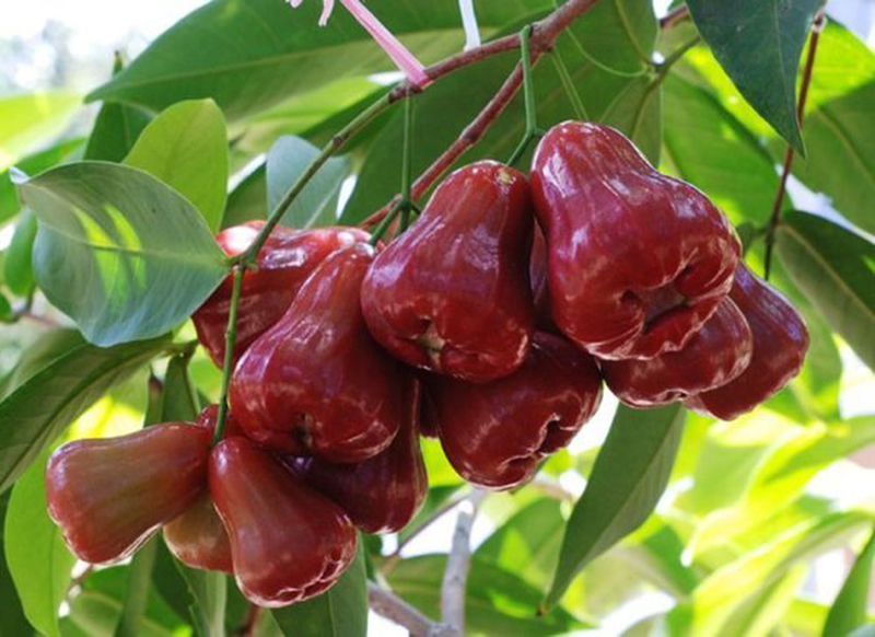 Mận Trung Lương Mận Trung Lương