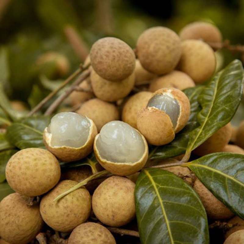 Nhãn Nhị Quý Nhãn Nhị Quý