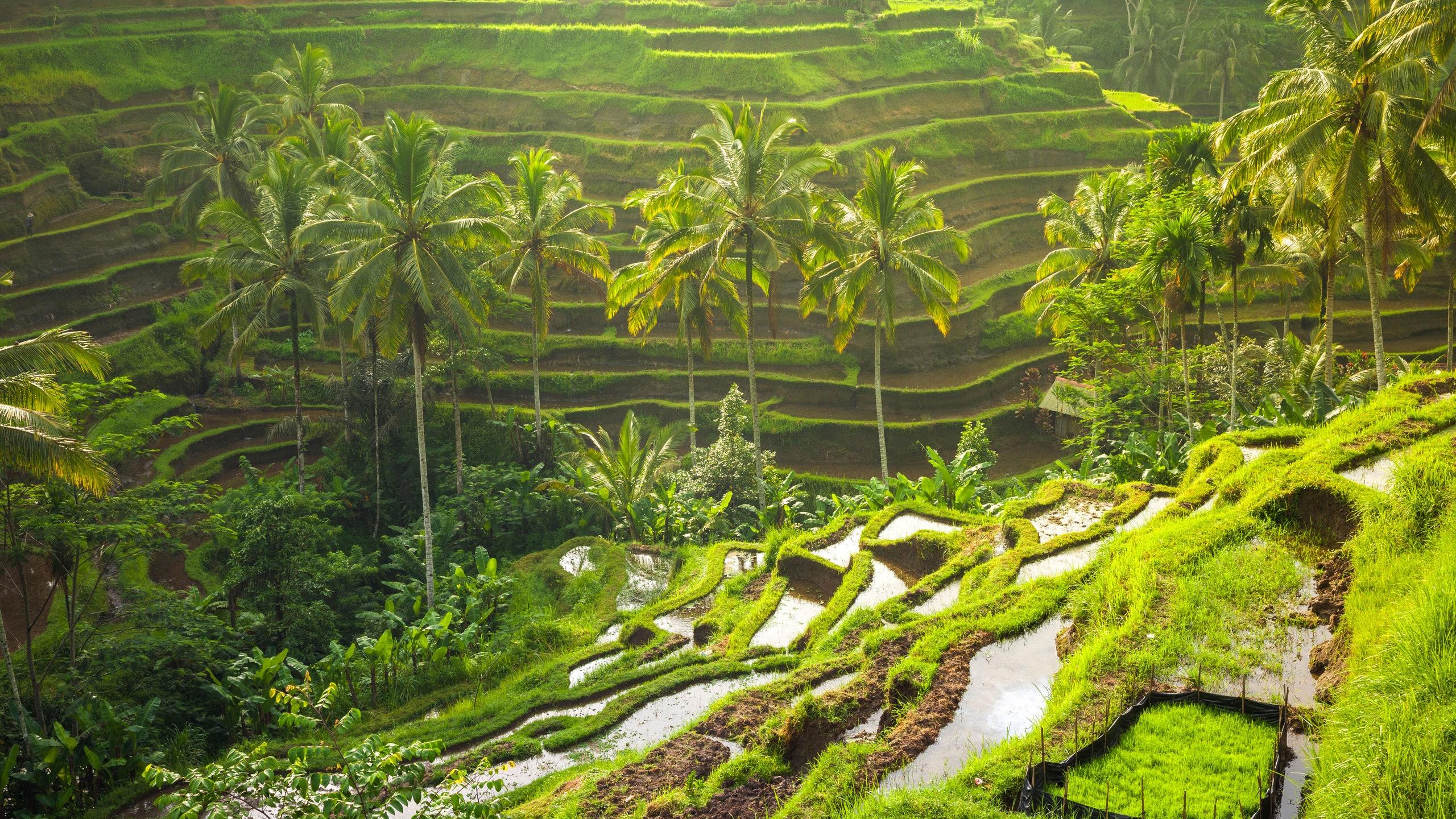 Du lịch Đảo Bali - Thiên đường du lịch Indonesia Du lịch Đảo Bali - Thiên đường du lịch Indonesia