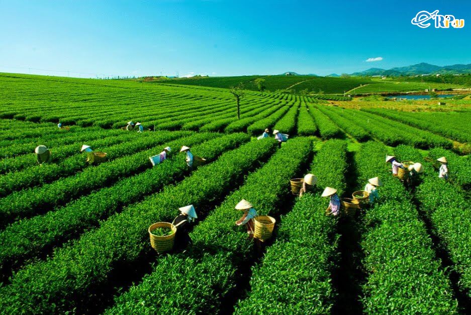 Thả trôi theo gió khi đến với đồi chè Tân Cương. Thả trôi theo gió khi đến với đồi chè Tân Cương.