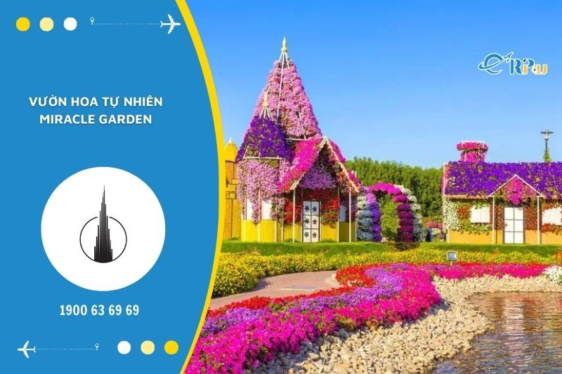 Khung cảnh tại Miracle Garden si&ecirc;u l&atilde;ng mạn, đẹp tựa thi&ecirc;n đường