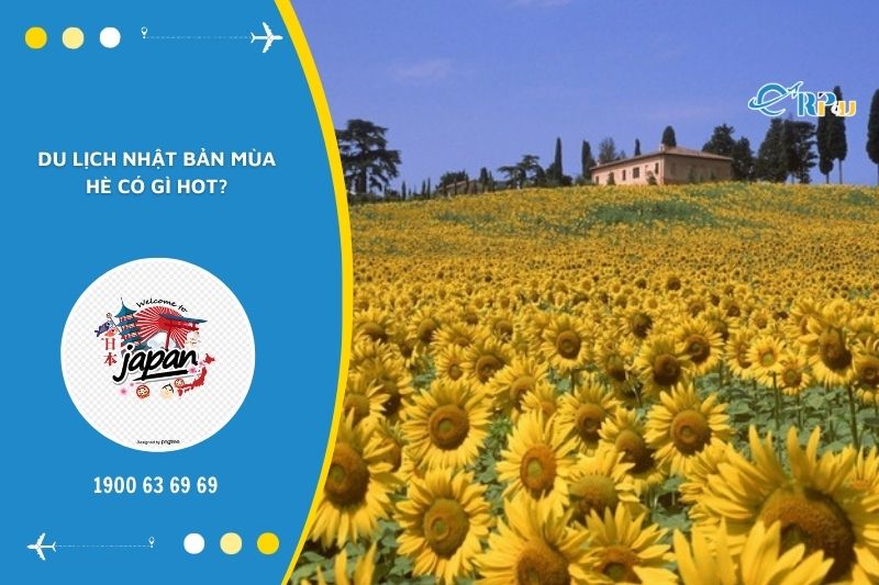 Du lịch Nhật Bản M&ugrave;a h&egrave; ngắm hoa hướng dương bung nở