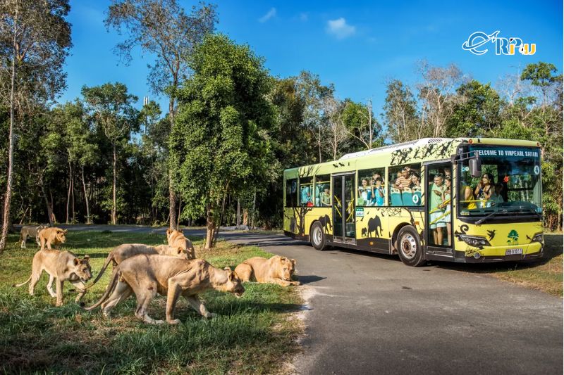 Di chuyển đến vườn th&uacute; Safari Ph&uacute; Quốc