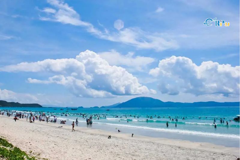 Tr&agrave; Cổ