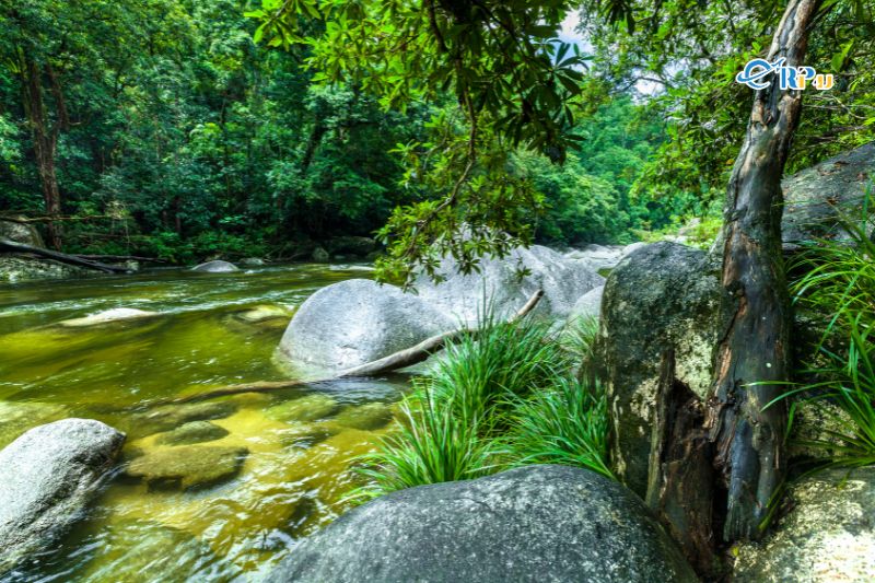 Daintree Rainforest