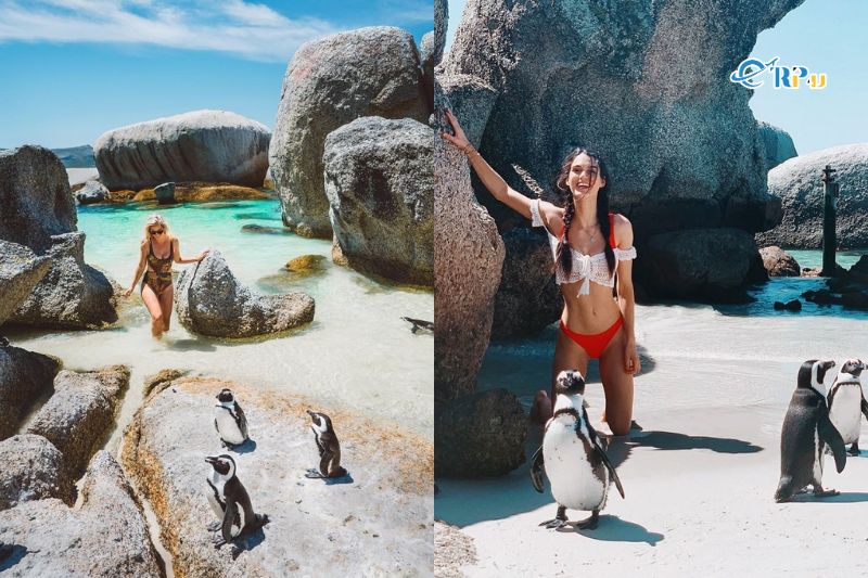 B&atilde;i biển Boulders - Du lịch Nam Phi