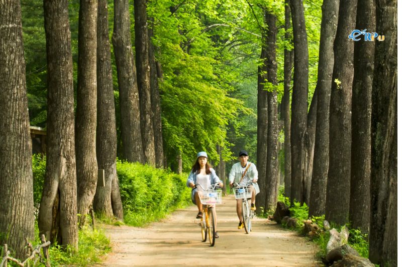 Ng&otilde; C&acirc;y Bạch Quả ở đảo Nami