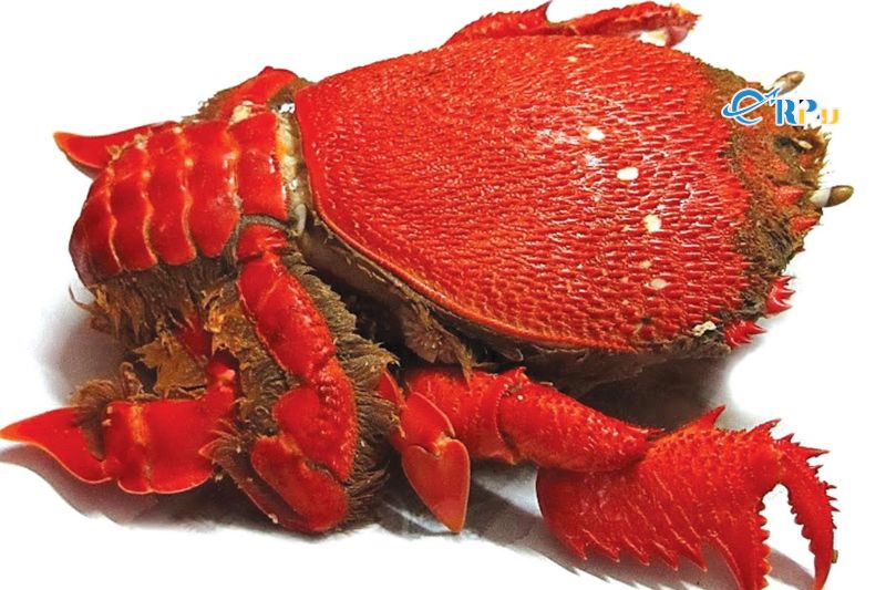 Cua Huỳnh đế