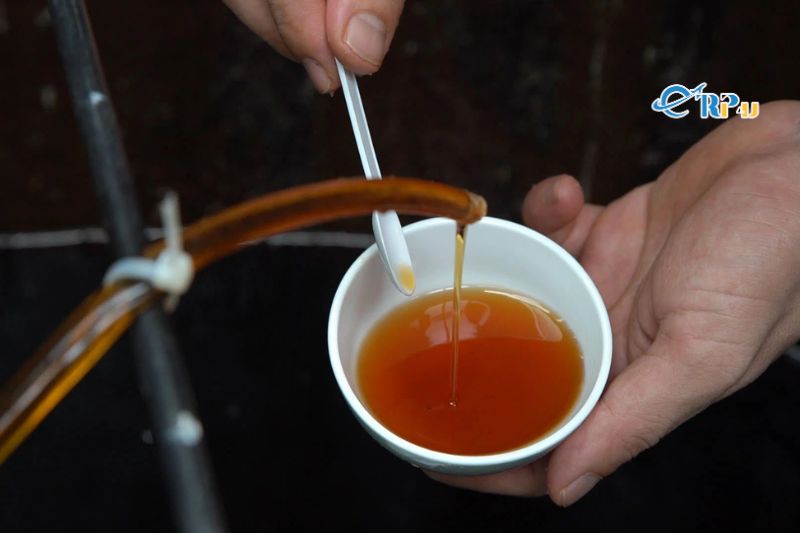 Nước mắm Ph&uacute; Quốc