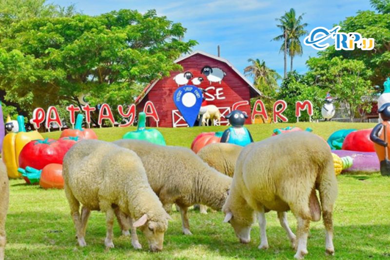 Nông trại nuôi cừu ở Pattaya Nông trại nuôi cừu ở Pattaya