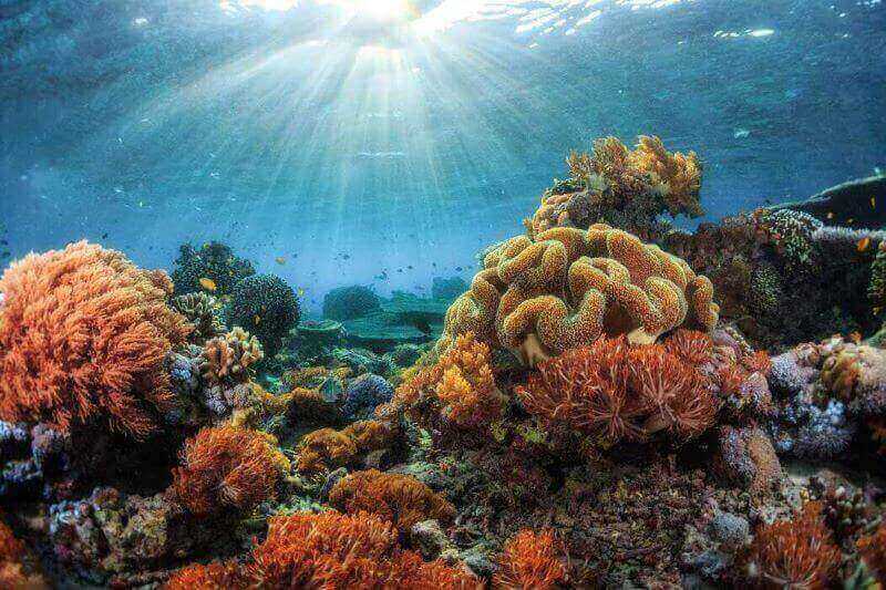 Great Barrier Reef - gh&eacute; ngay rạn san h&ocirc; top 1 thế giới