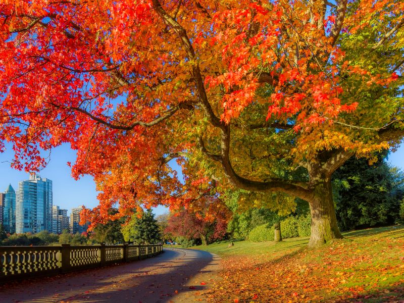 Canada - Sự thật &iacute;t người biết đến về đất nước l&aacute; phong đỏ