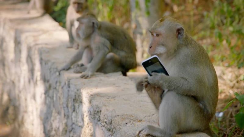 Lưu &yacute; với khỉ khi đến Bali
