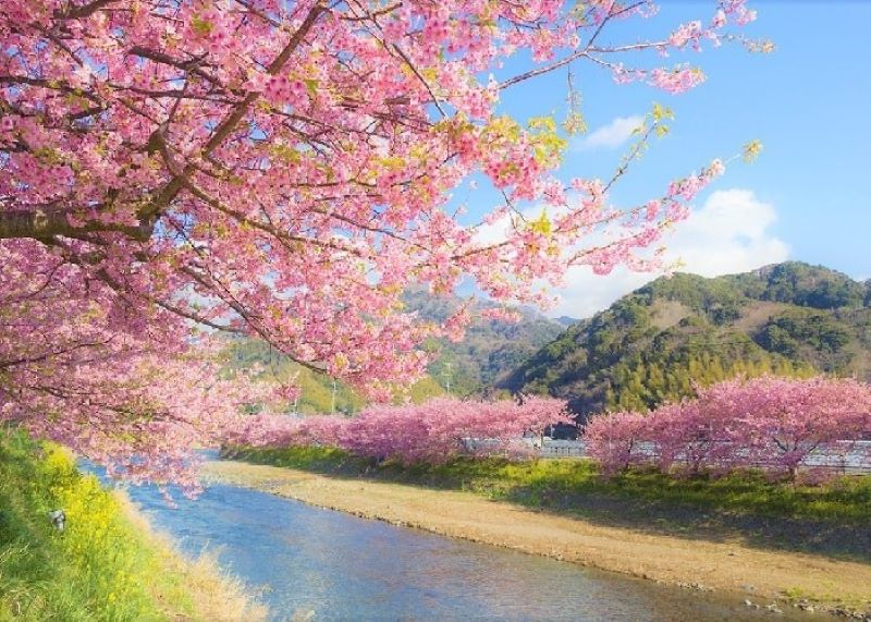 Mùa hoa anh đào tại Tokyo Mùa hoa anh đào tại Tokyo