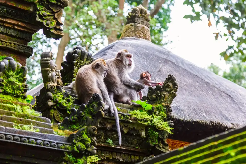 Thời gian ph&ugrave; hợp nhất để đi Rừng khỉ Ubud (Bali)