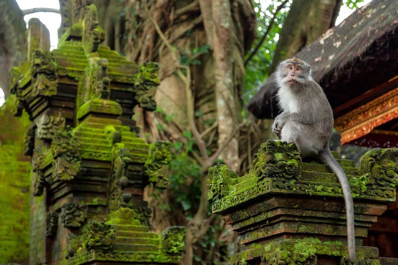 Những lưu &yacute; khi đi Rừng khỉ Ubud (Bali)