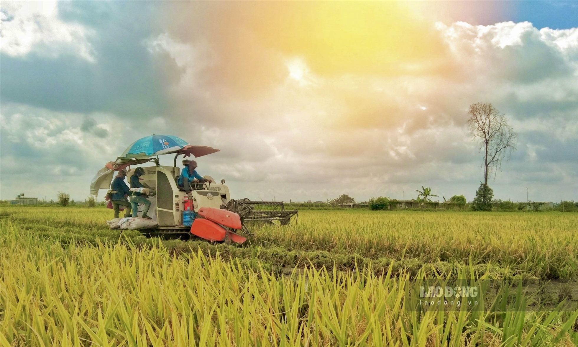 Th&aacute;i B&igrave;nh - Vựa l&uacute;a lớn nhất miền Bắc