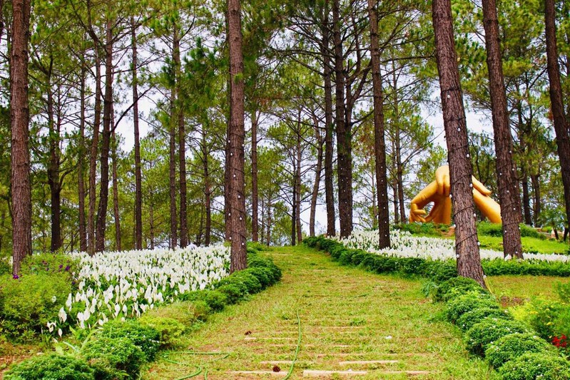 Kh&ocirc;ng gian xanh m&aacute;t nơi rừng th&ocirc;ng