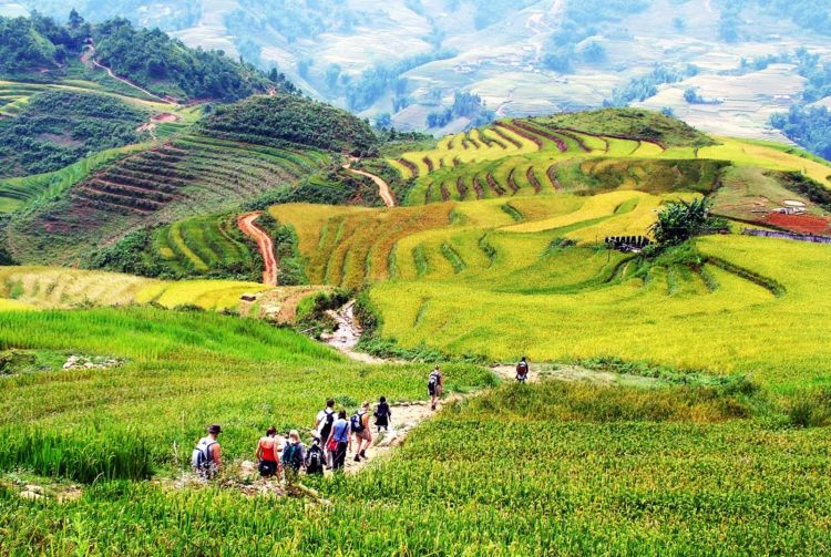 Bản Tả Van với những cánh đồng lúa xanh mướt Bản Tả Van với những cánh đồng lúa xanh mướt
