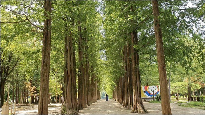 Đảo Nami xanh m&aacute;t khi v&agrave;o h&egrave;