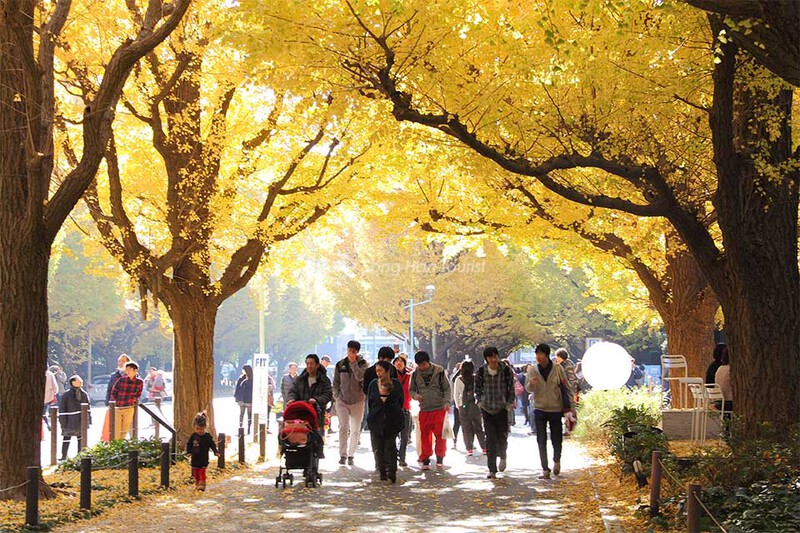 M&ugrave;a thu l&agrave; m&ugrave;a du lịch cao điểm tại Tokyo