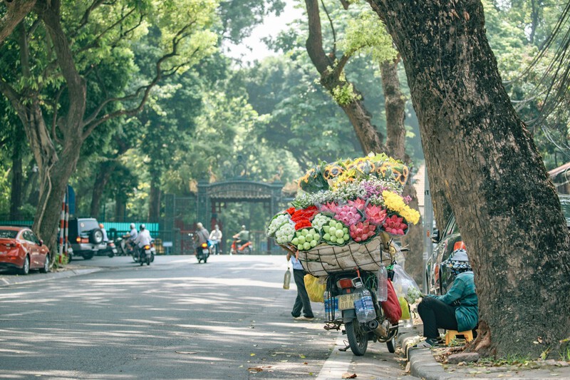 Những con đường hoa rợp b&oacute;ng l&aacute; v&agrave;ng