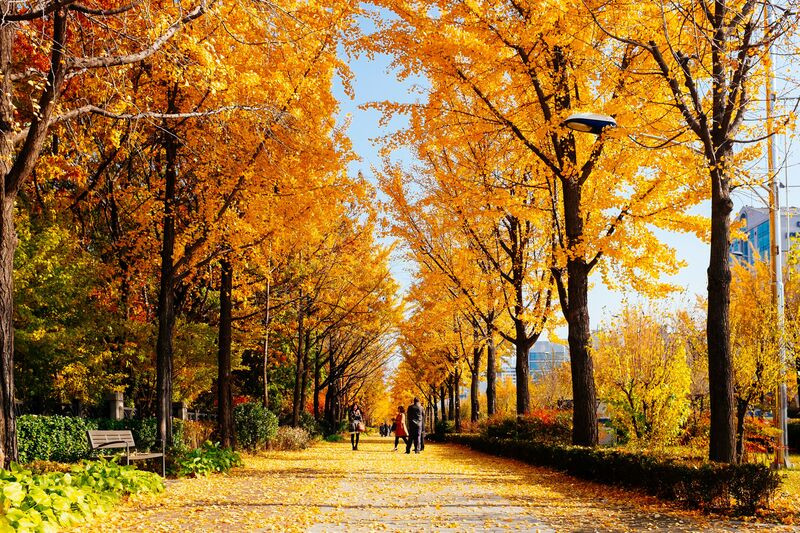 Công viên Seoul Forest yên bình vào những ngày se lạnh Công viên Seoul Forest yên bình vào những ngày se lạnh