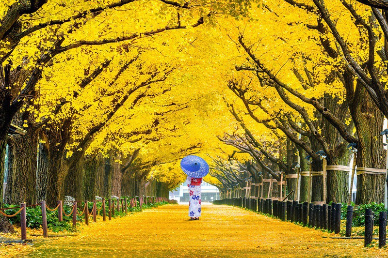 Cố đô Kyoto rực rỡ sắc đỏ Cố đô Kyoto rực rỡ sắc đỏ