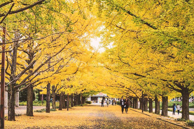 C&ocirc;ng vi&ecirc;n Meiji Jingu Gaien m&ugrave;a thu