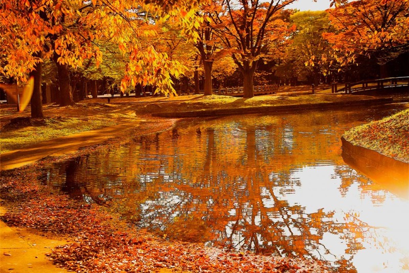 C&ocirc;ng vi&ecirc;n Yoyogi m&ugrave;a thu