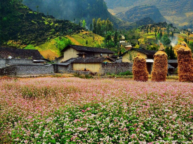 M&ugrave;a tam gi&aacute;c mạch H&agrave; Giang nở rộ