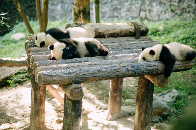 Vườn Thú Nam Ninh Vườn Thú Nam Ninh
