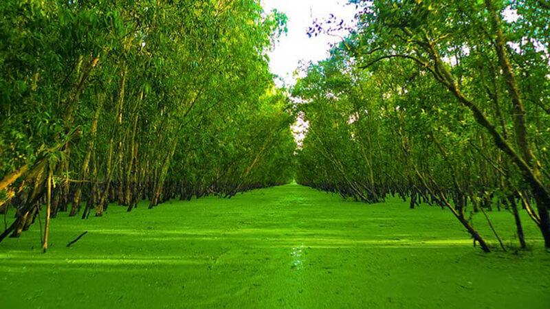 Rừng Tràm Trà Sư Rừng Tràm Trà Sư