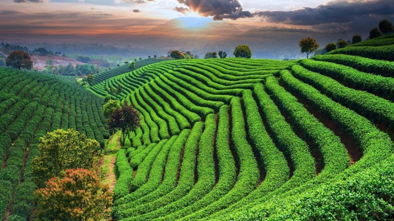 L&agrave;ng Tr&agrave; Long Tĩnh