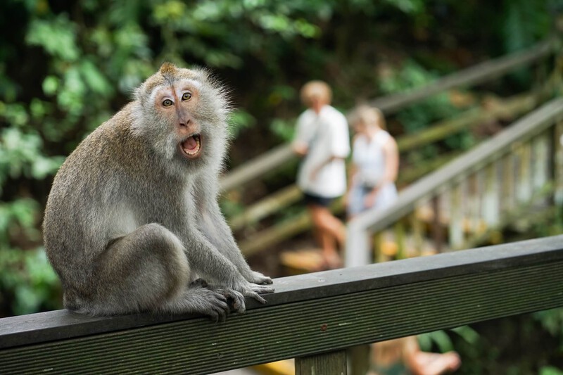 Ubud Monkey Forest Ubud Monkey Forest