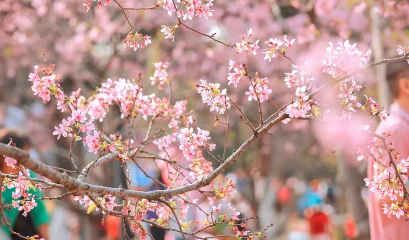 Thời điểm lý tưởng để du lịch Quảng Châu Thời điểm lý tưởng để du lịch Quảng Châu