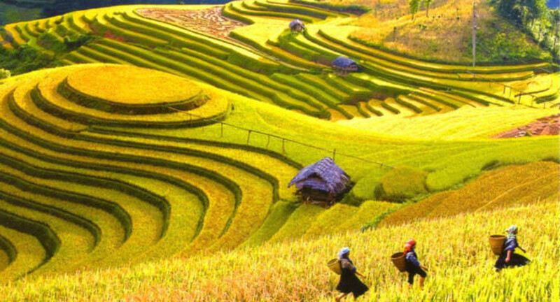 Ngắm ruộng bậc thang ch&iacute;n v&agrave;ng tại Sapa