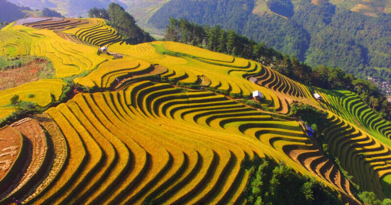 L&uacute;a ch&iacute;n v&agrave;ng tại Sapa