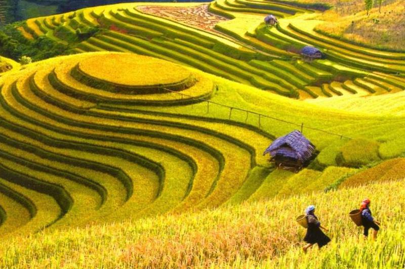Hoàng Su Phì rực rỡ mùa lúa chín Hoàng Su Phì rực rỡ mùa lúa chín