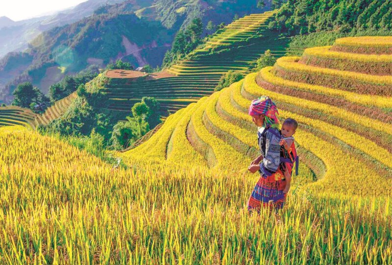 Mù Cang Chải mùa lúa chín vàng Mù Cang Chải mùa lúa chín vàng