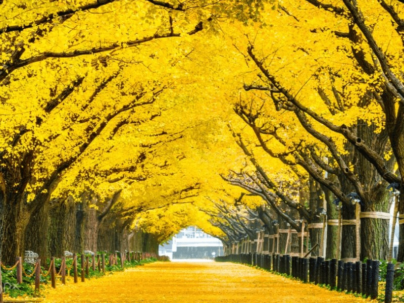 Hàng cây rực rỡ sắc vàng tại đảo Nami Hàng cây rực rỡ sắc vàng tại đảo Nami