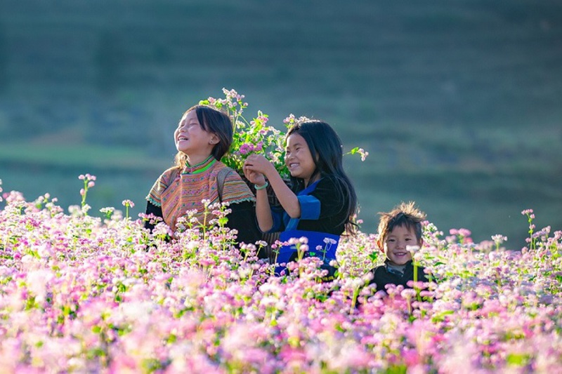Mùa hoa tam giác mạch nở rộ Mùa hoa tam giác mạch nở rộ
