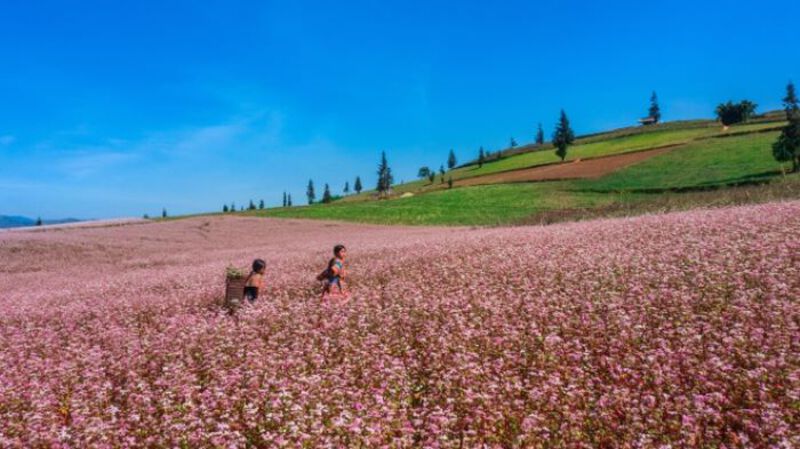 M&ugrave;a hoa tam gi&aacute;c mạch tại H&agrave; Giang