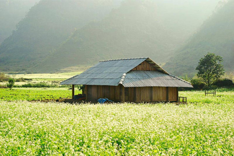 Mùa hoa cải trắng Mộc Châu Mùa hoa cải trắng Mộc Châu
