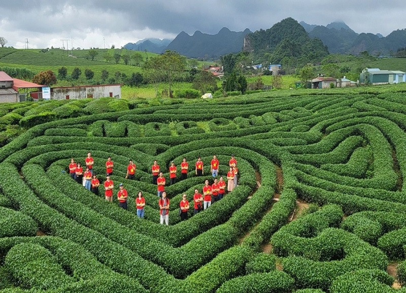 Đồi chè trái tim xanh mát tại Mộc Châu Đồi chè trái tim xanh mát tại Mộc Châu