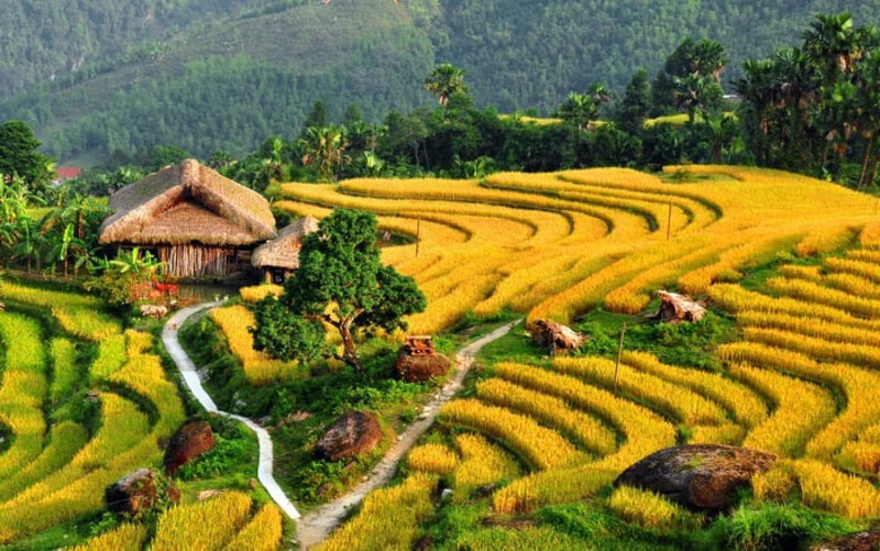 Yên Bái – Mùa vàng Mù Cang Chải Yên Bái – Mùa vàng Mù Cang Chải